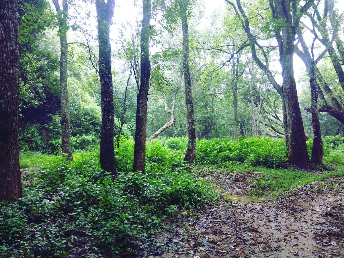 Secret Valley Jungle Resort Ooty Ngoại thất bức ảnh