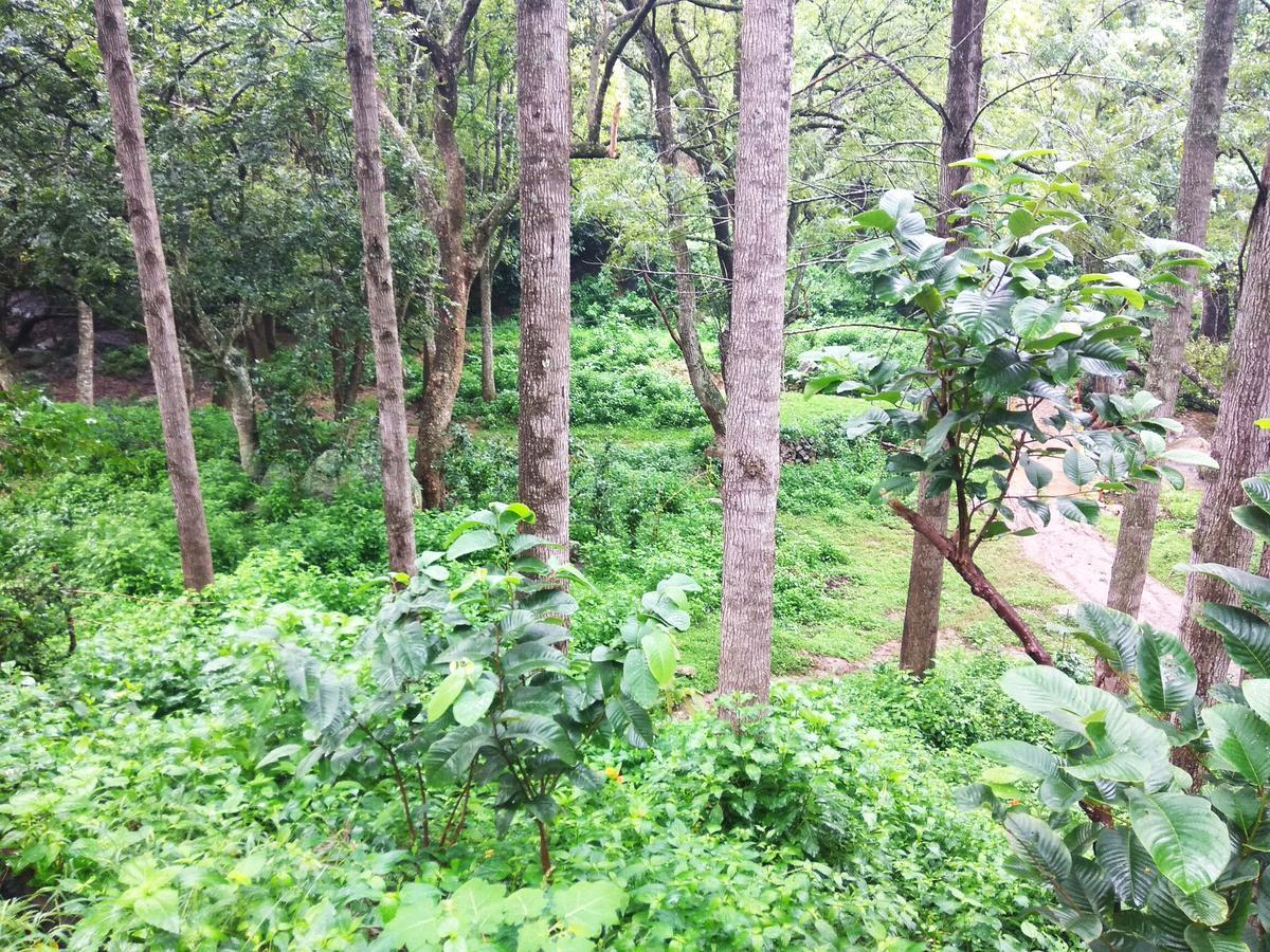 Secret Valley Jungle Resort Ooty Ngoại thất bức ảnh