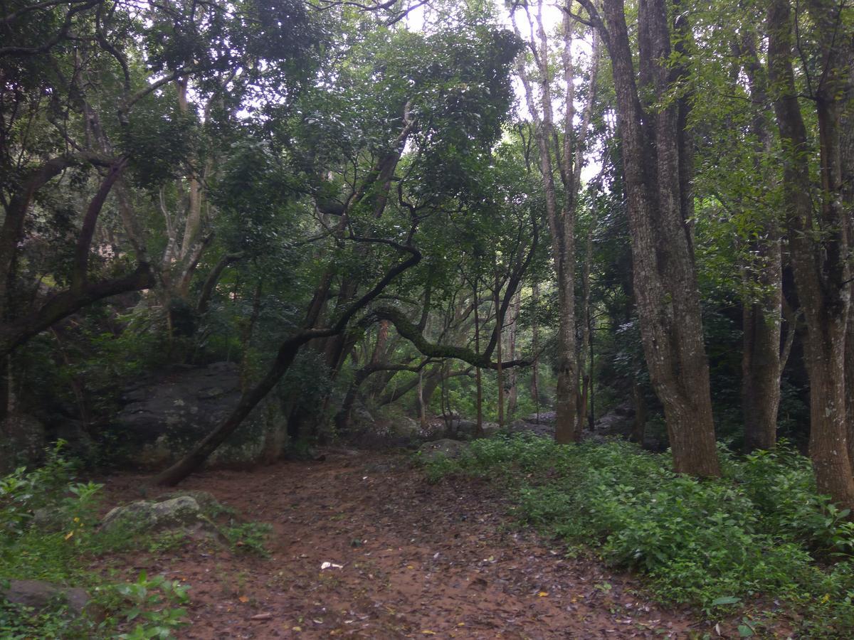 Secret Valley Jungle Resort Ooty Ngoại thất bức ảnh