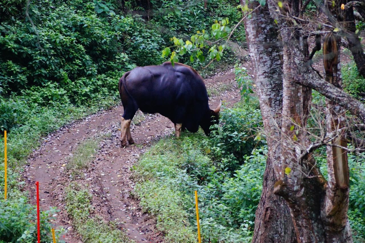 Secret Valley Jungle Resort Ooty Ngoại thất bức ảnh