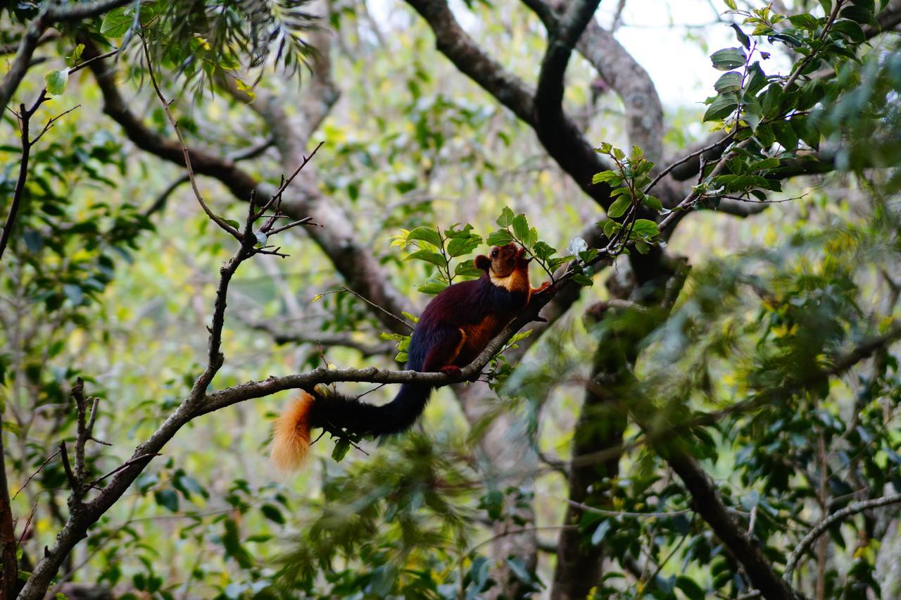 Secret Valley Jungle Resort Ooty Ngoại thất bức ảnh