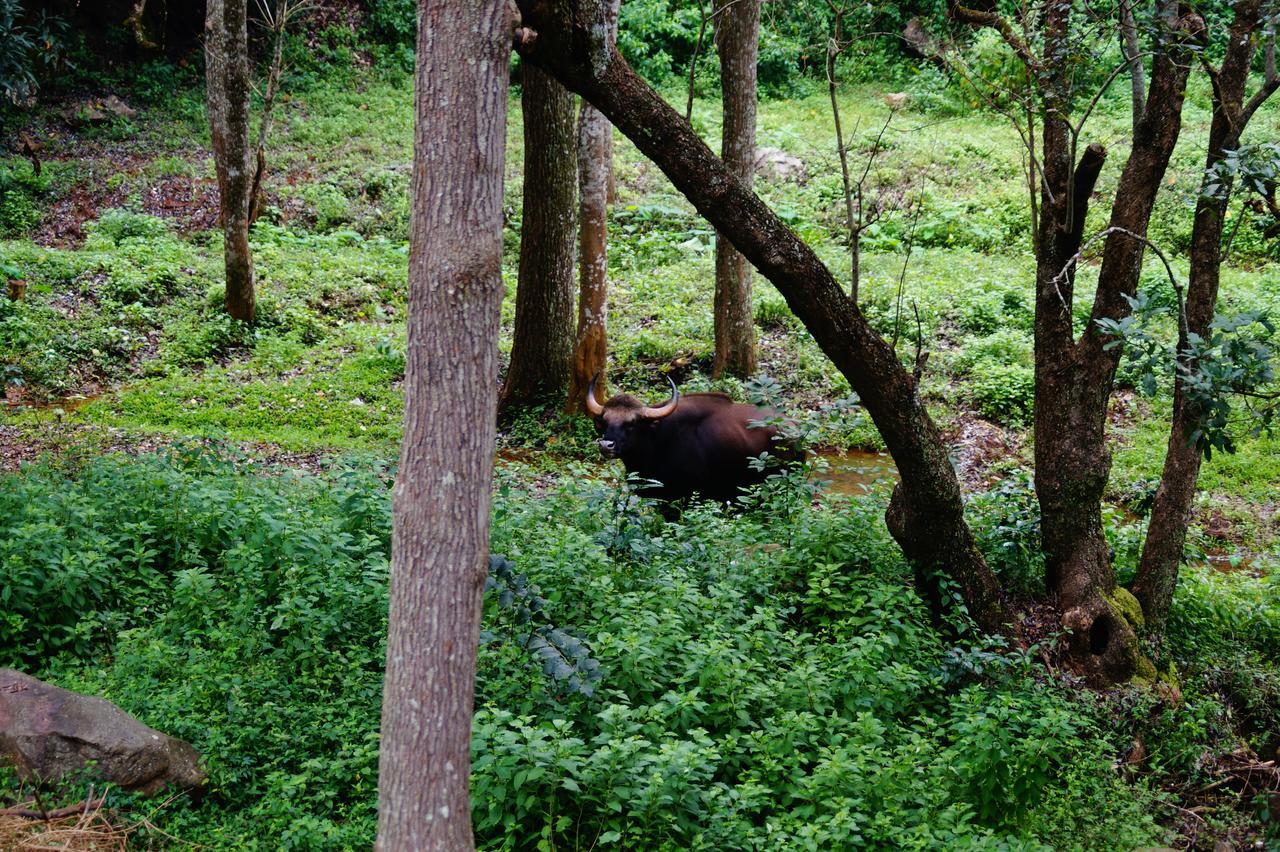 Secret Valley Jungle Resort Ooty Ngoại thất bức ảnh